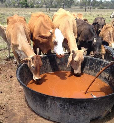 cattle-drink